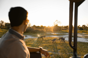 Read more about the article When To Go On An African Safari