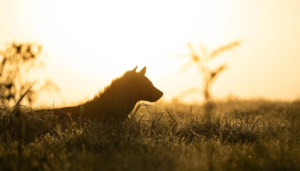 Read more about the article Top Okavango Luxury Lodges for 2026: The Ultimate Safari Stays Curated by Ameliya Safaris