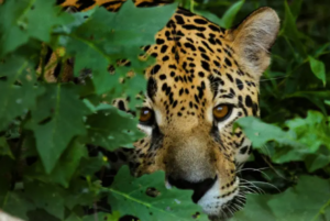 Read more about the article Jaguar Sightings and Raw Wilderness in the Pantanal
